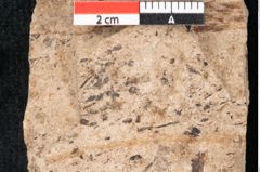 Foto (Detailansicht) von Araucaria sternbergii Goeppert (NHMW-GEO-2024-0188-8302)
